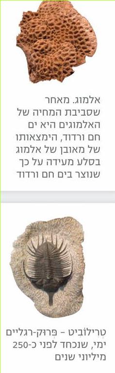 אלמוג. מאחר שסביבת המחיה של האלמוגים היא ים חם ורדוד, הימצאותו של מאובן של אלמוג בסלע מעידה על כך שנוצר בים חם ורדוד